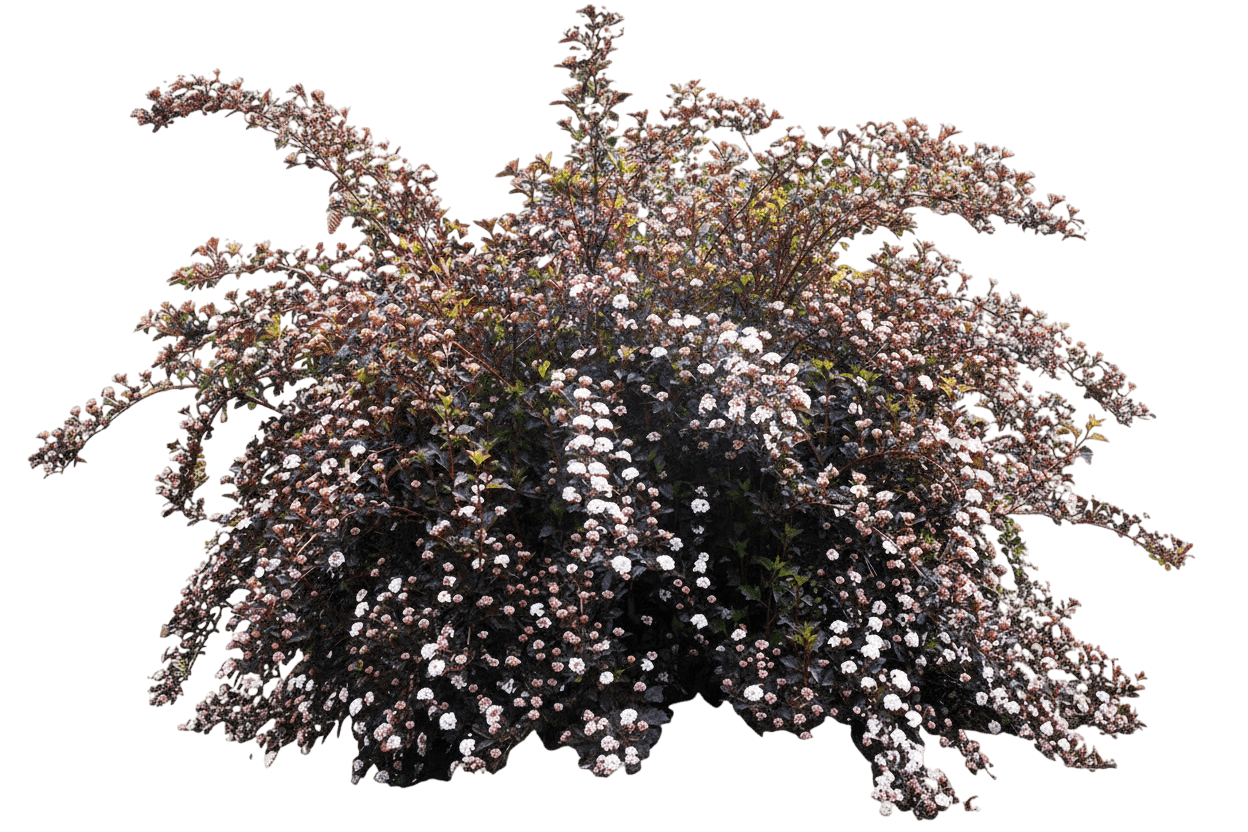 Ninebark, Summer Wine (Physocarpus Opulifolius ‘Summer Wine’) - Ground Layers