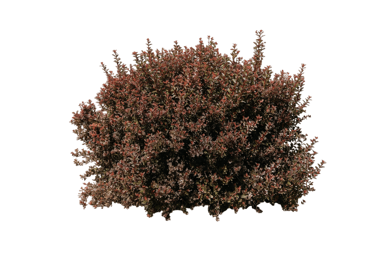 Ninebark, Spicy Devil (Physocarpus Opulifolius 'Zlenatalie') - Ground Layers