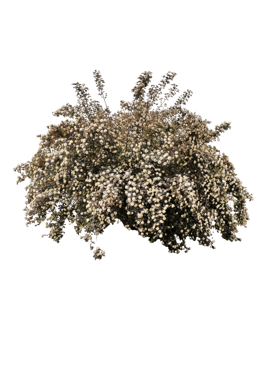 Diabolo Ninebark (Diablo) (Physocarpus Opulifolius Diabolo 'Monlo') - Ground Layers