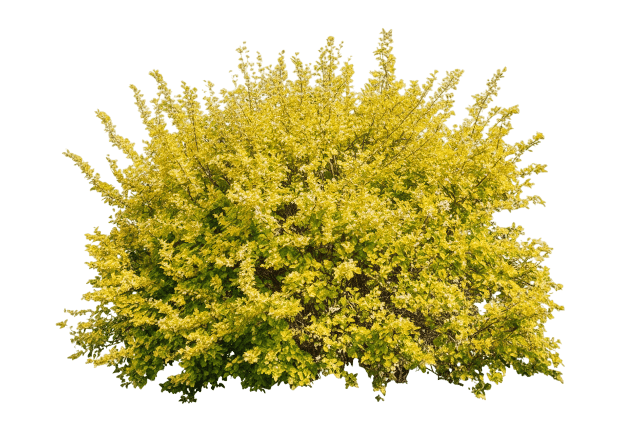 Ninebark, Dart'S Gold (Physocarpus Opulifolius S Gold 'Dart') - Ground Layers