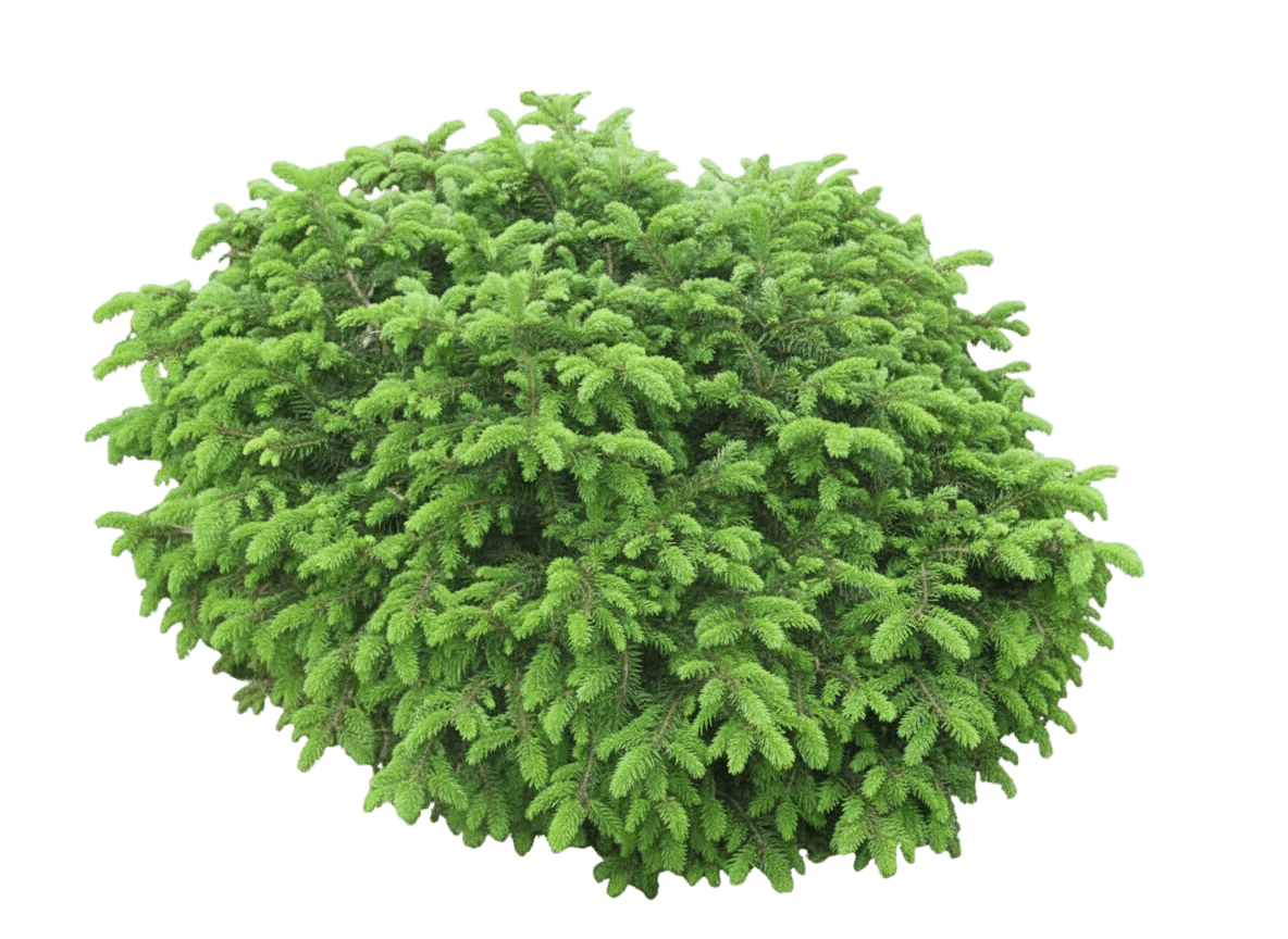 Spruce, Elegan'S Dwarf (Picea Abies ‘Elegans’) - Ground Layers