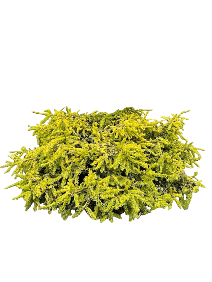 Elegant Nest Spruce (Picea Abies 'Elegans') - Ground Layers