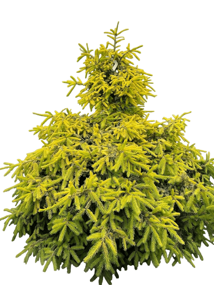 Mikulasovice Norway Spruce (Picea Abies 'Mikulasovice') - Evergreen Trees
