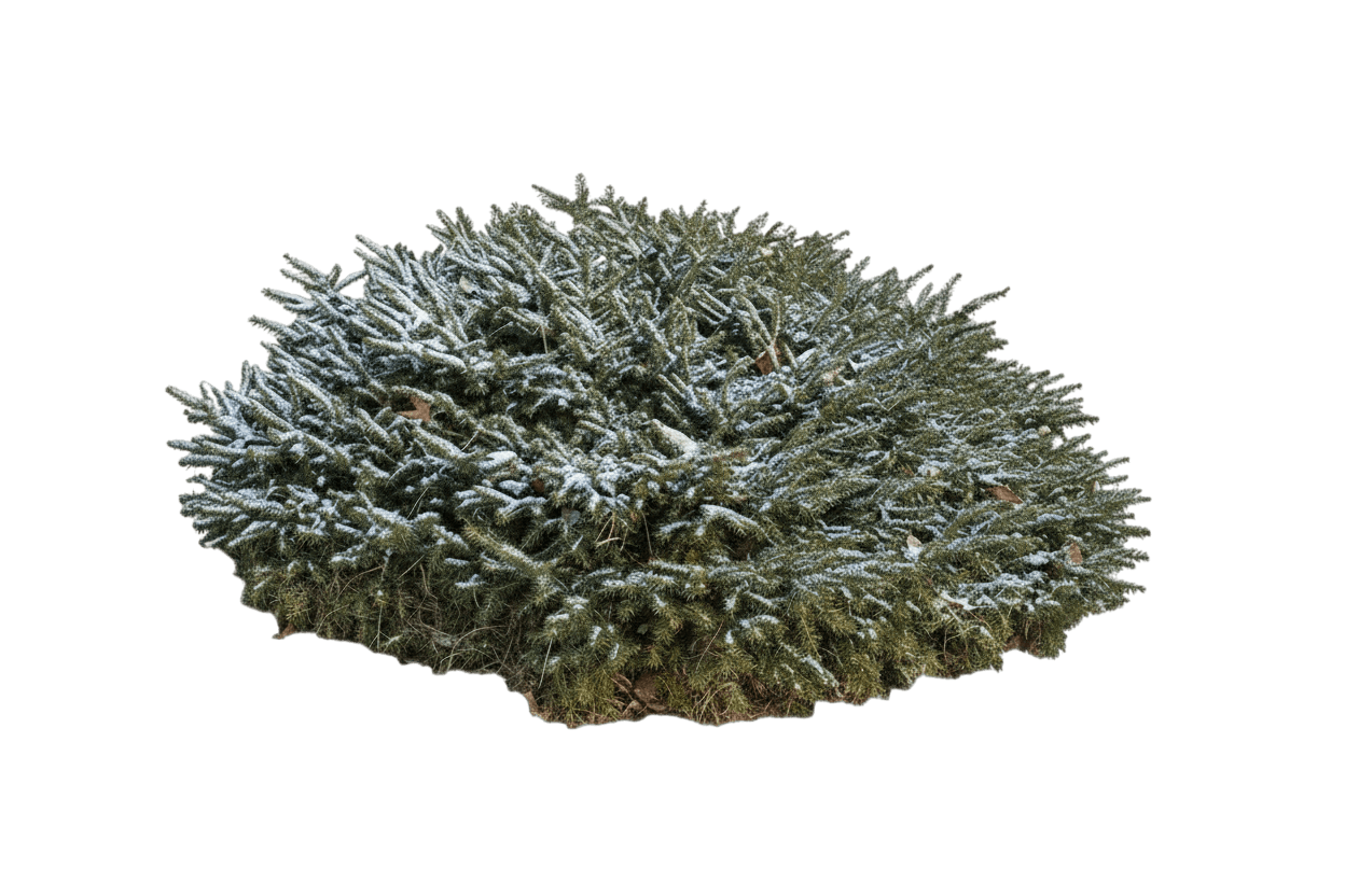 Bird'S Nest Spruce (Picea Abies 'Nidiformis') - Evergreen Trees