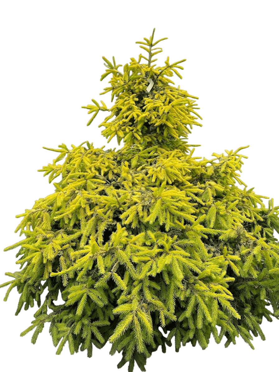 Pumila Norway Spruce (Picea Abies 'Pumila') - Evergreen Trees