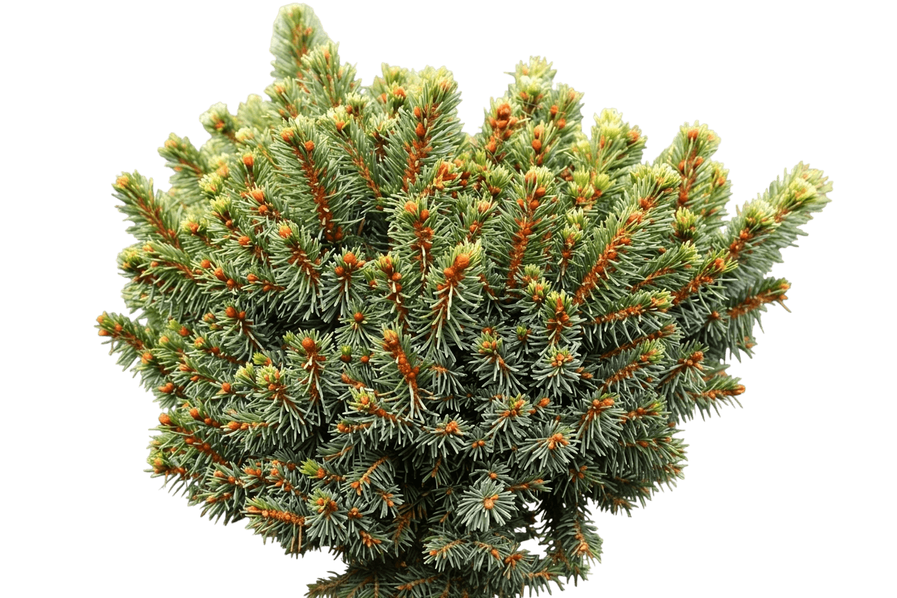 Lanham'S Beehive Dwf Norway Spruce (Picea Abies S Beehive 'Lanham') - Evergreen Trees