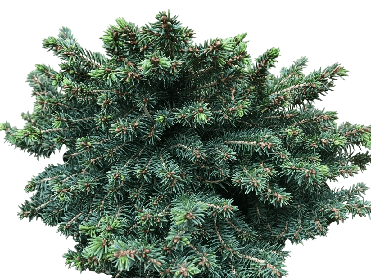 Lanham'S Beehive Dwf Norway Spruce Std. (Picea Abies S Beehive' Standard 'Lanham') - Evergreen Trees