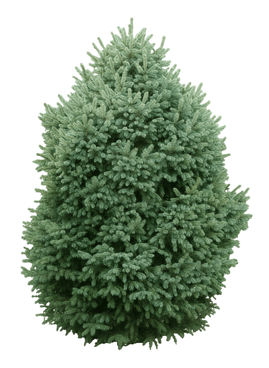 Spruce, Engleman (Picea Englemannii) - Evergreen Trees