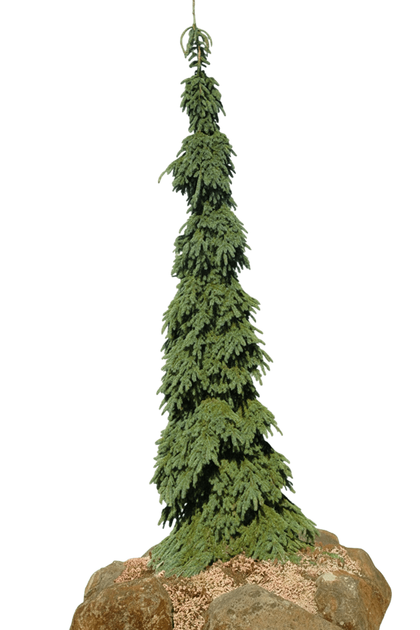 Spruce, Weeping White (Picea Glauca ‘Pendula’) - Evergreen Trees