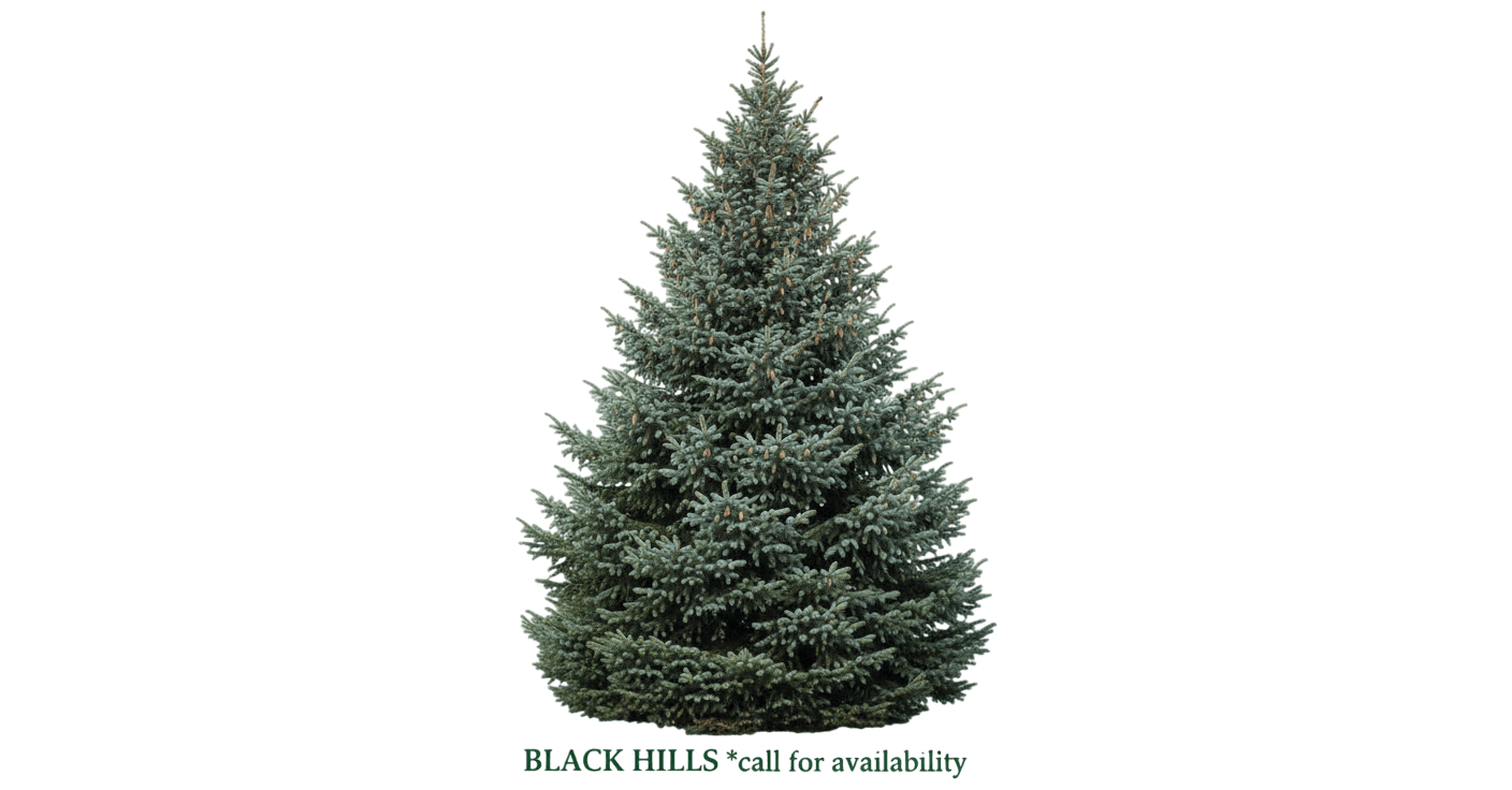 Spruce, Black Hills *Call For Availability* (Picea Glauca 'Densata') - Evergreen Trees