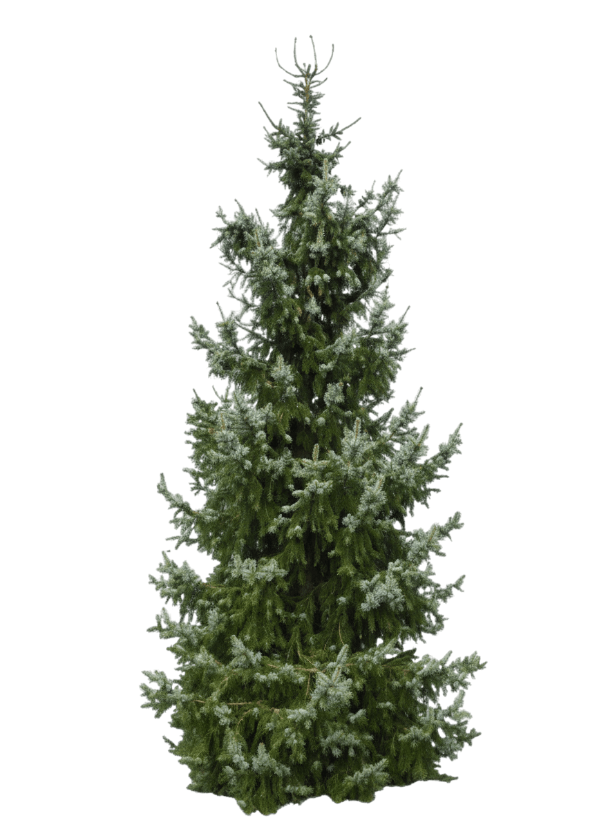 Bruns Serbian Spruce (Picea Omorika 'Bruns') - Evergreen Trees