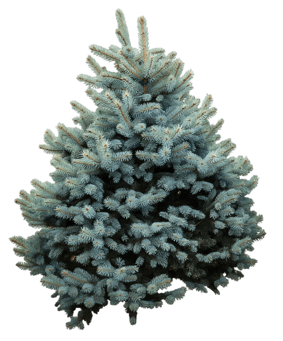 Spruce, Baby Blue Eyes (Picea Pungens 'Baby Blue Eyes') - Evergreen Trees