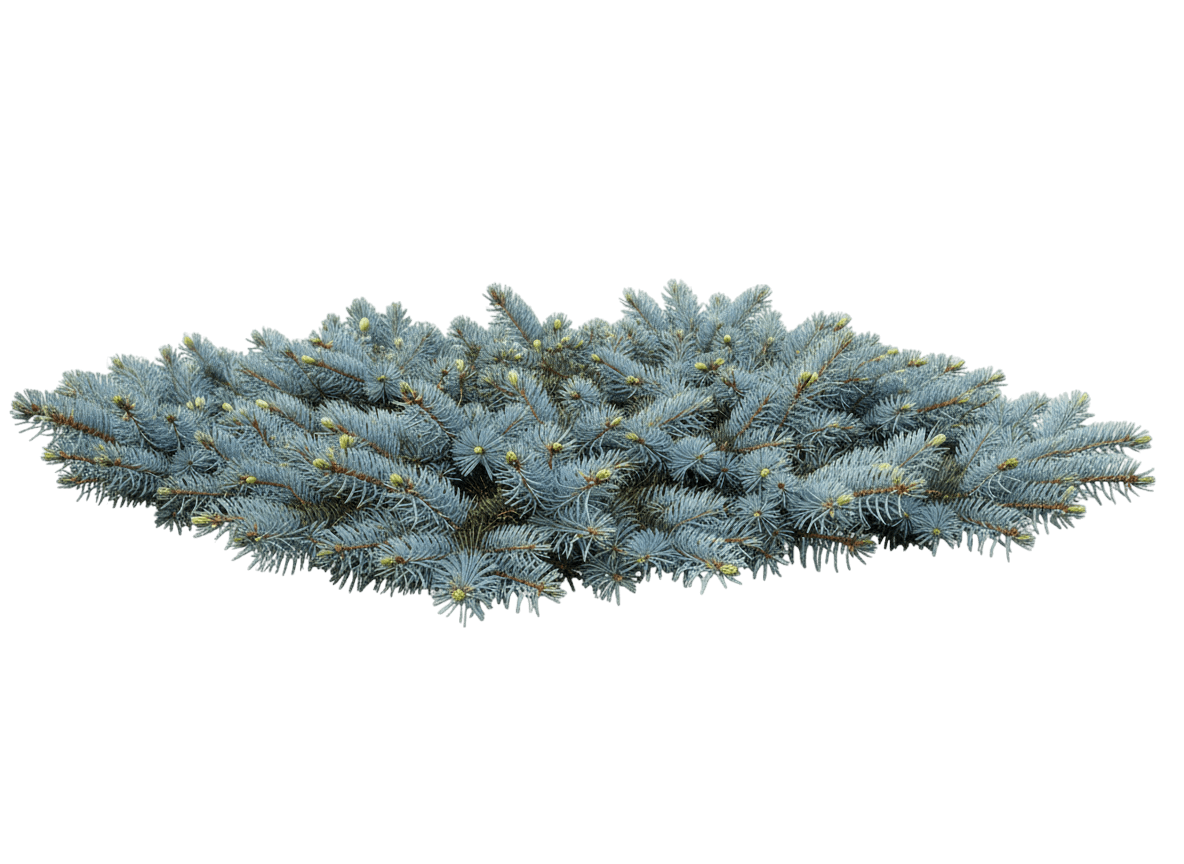 Prostrate Blue Spruce (Picea Pungens 'Glauca Procumbens') - Ground Layers