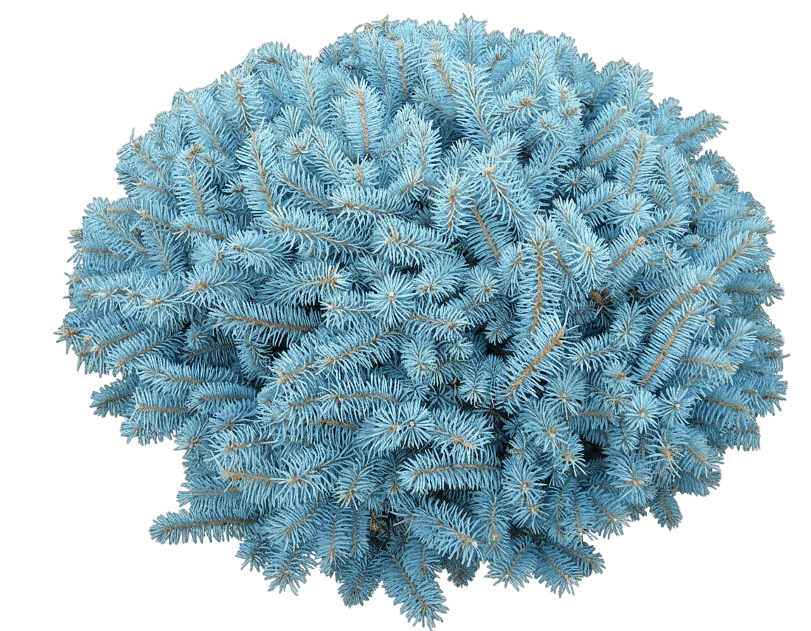 Spruce, Dwarf Globe Blue (Picea Pungens 'Globosa') - Ground Layers