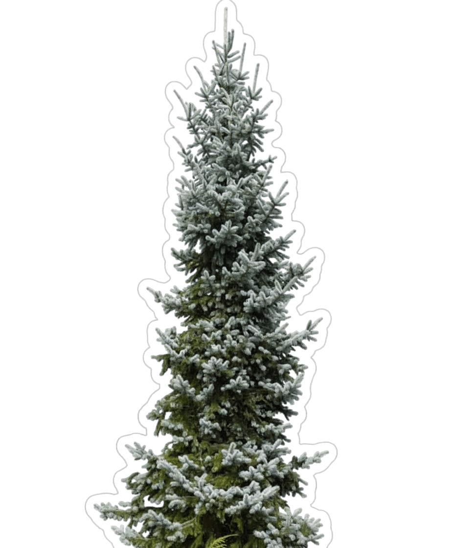 Spruce, Hoopsi (Picea Pungens 'Hoopsii') - Evergreen Trees