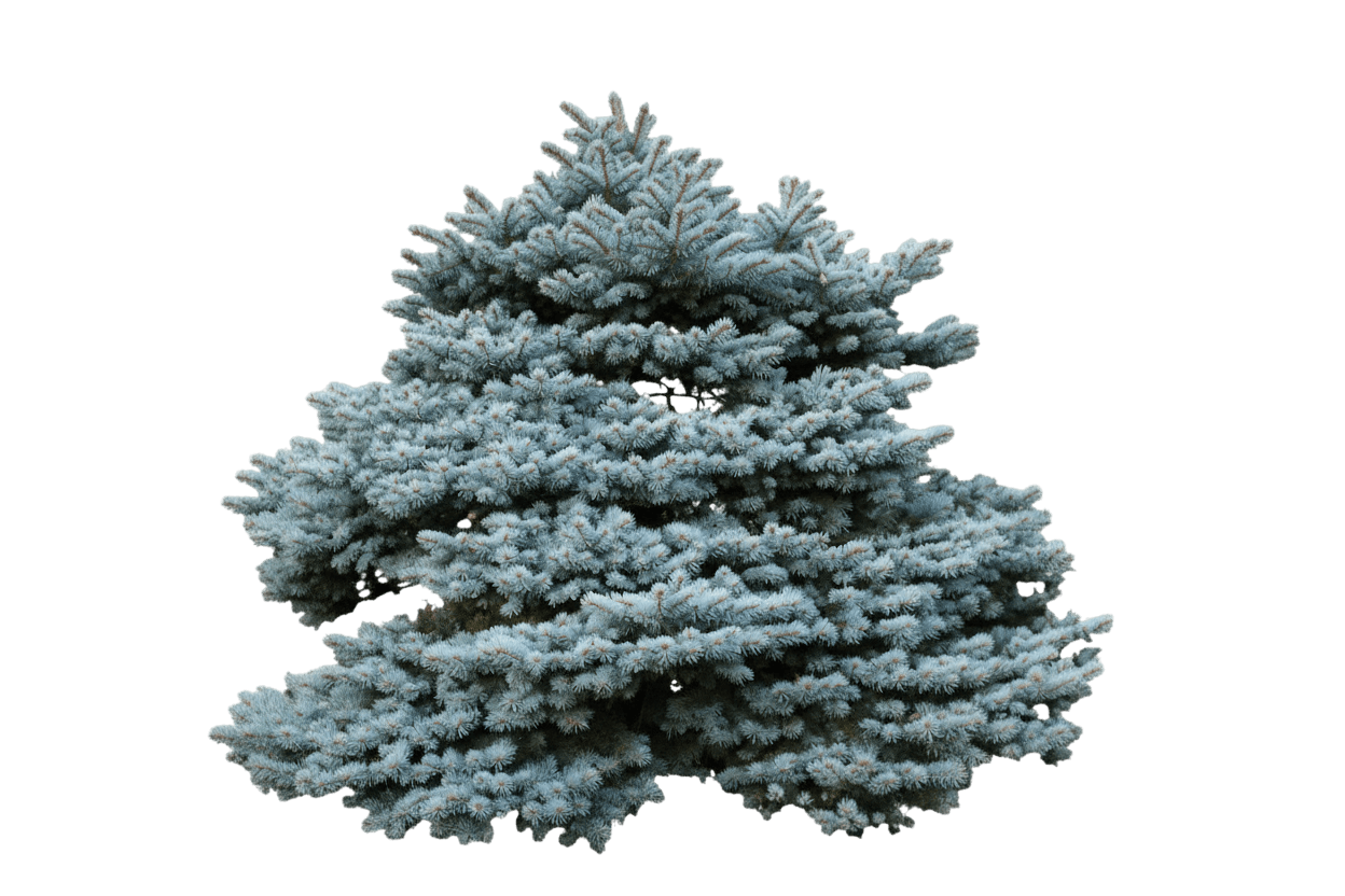 Spruce, Montgomery Blue (Picea Pungens 'Montgomery') - Ground Layers