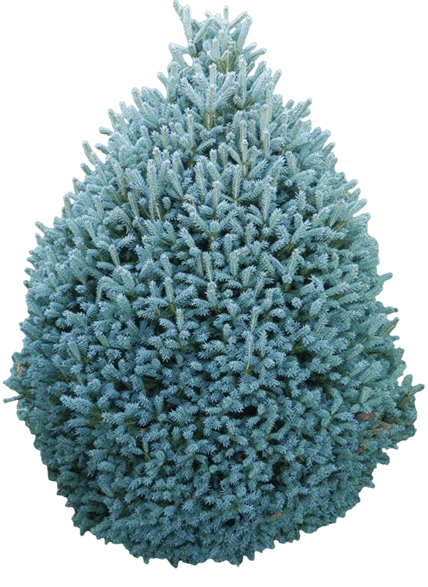 Roundabout Colorado Spruce (Picea Pungens 'Roundabout') - Evergreen Trees