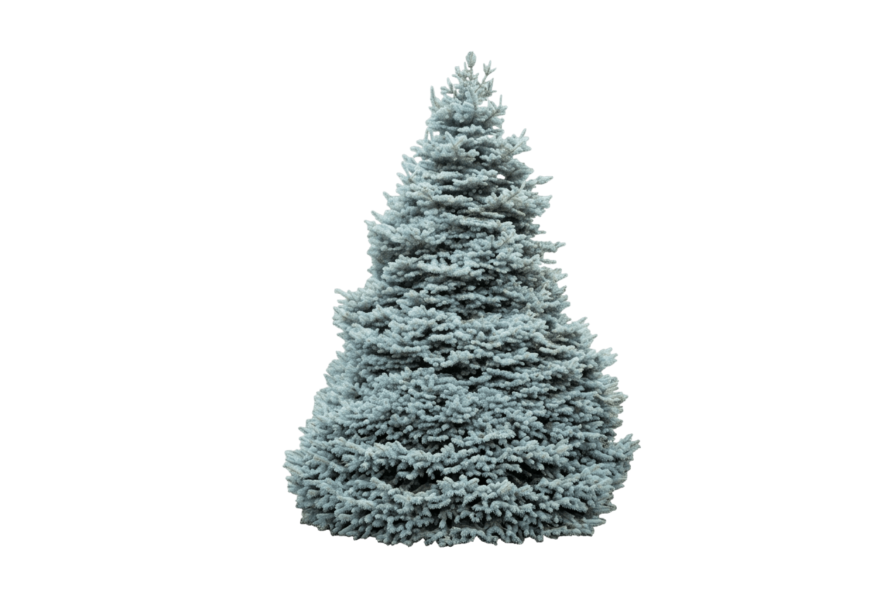 Monty® Blue Spruce (Picea Pungens Monty 'Inmohoop') - Evergreen Trees