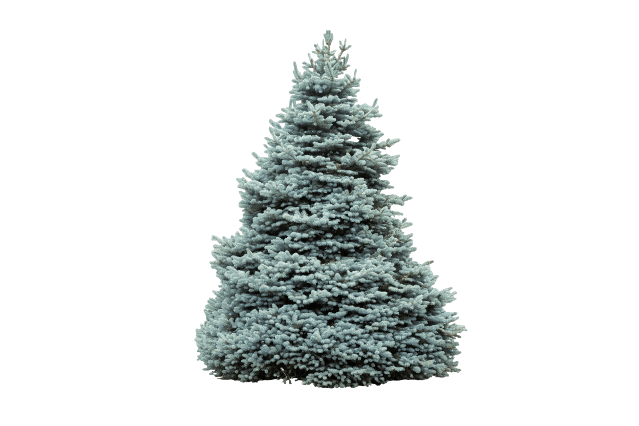 Monty Blue Spruce (Picea Pungens Monty Pp34,883 'Inmohoop') - Evergreen Trees