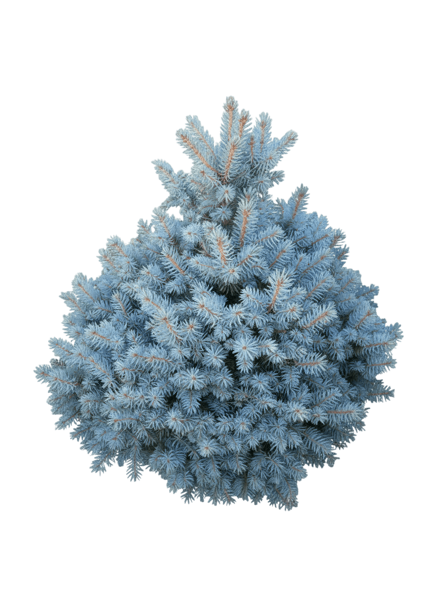 Lundeby'S Dwarf Blue Spruce (Picea Pungens S Dwarf 'Lundeby') - Evergreen Trees