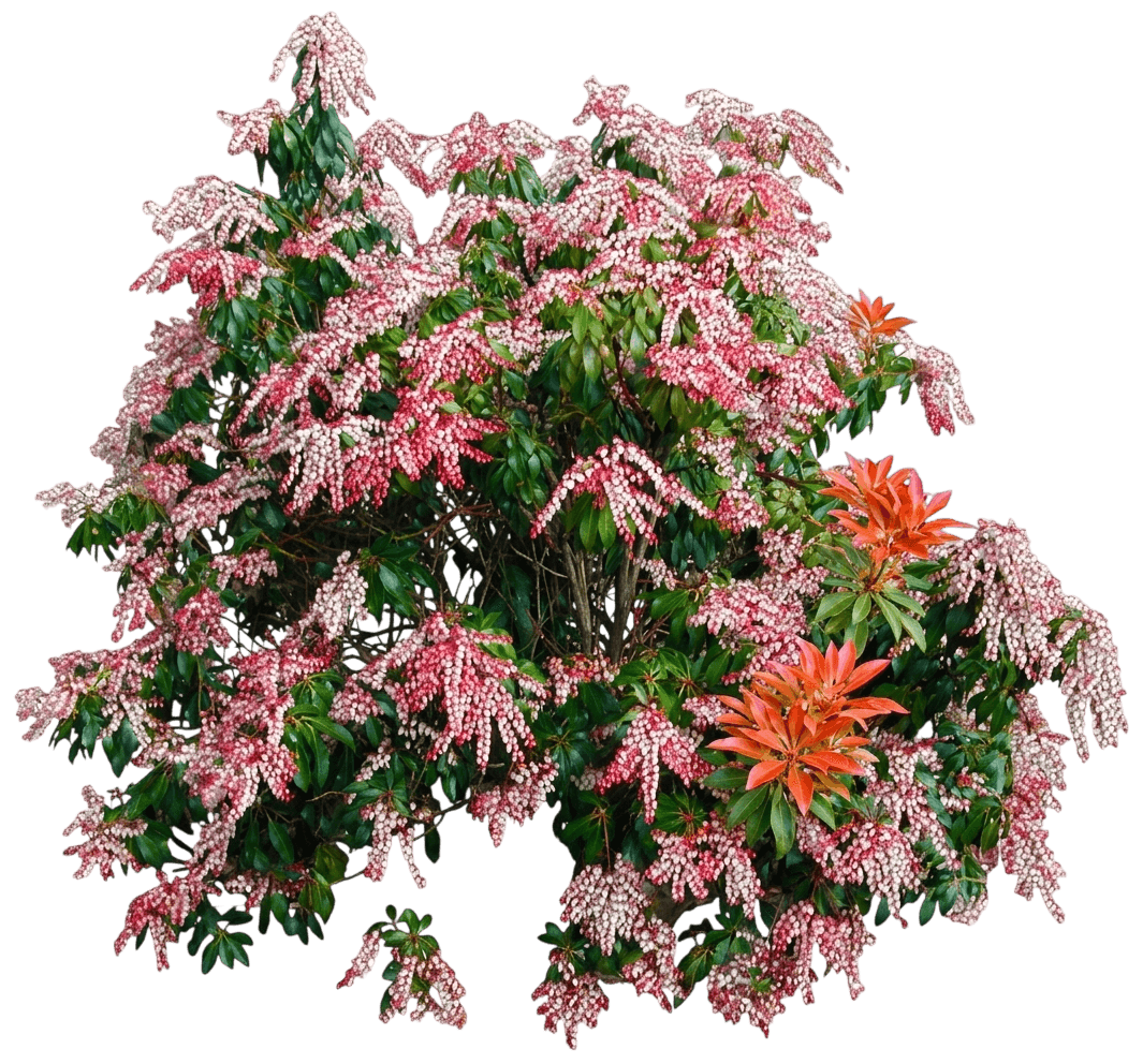 Japanese Pieris (Pieris Japonica  'Mountain Fire') - Ground Layers