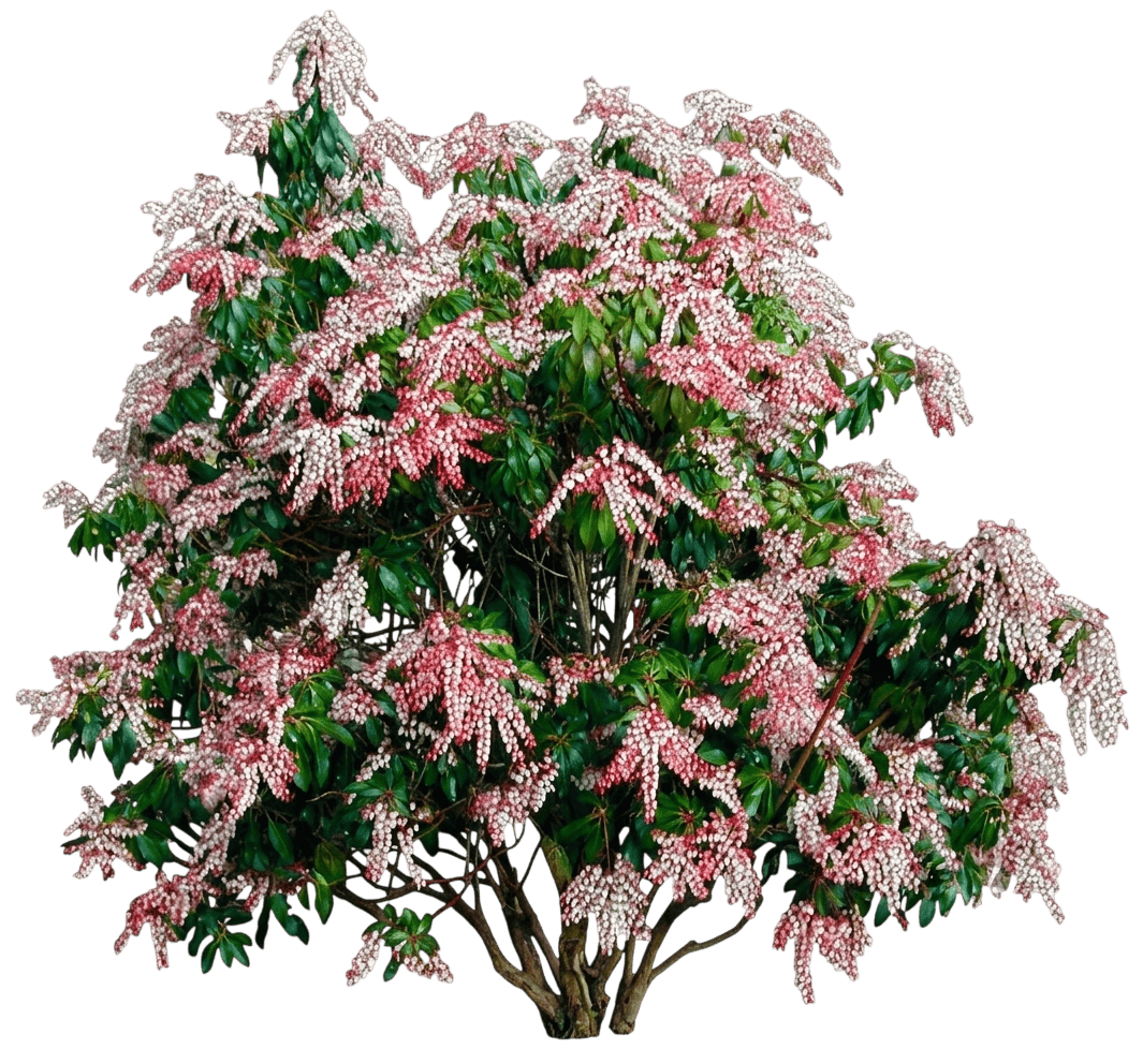 Katsura Pieris (Andromeda) (Pieris Japonica 'Katsura') - Ground Layers