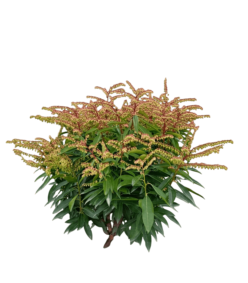 Japanese Pieris (Pieris Japonicas Beauty 'Brouwer') - Ground Layers