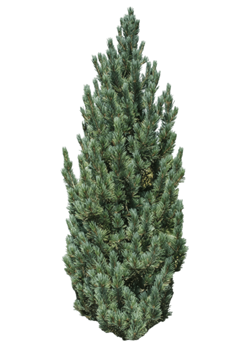 Prairie Statesman® Swiss Stone Pine (Pinus Cembra Prairie Statesman 'Herman') - Evergreen Trees