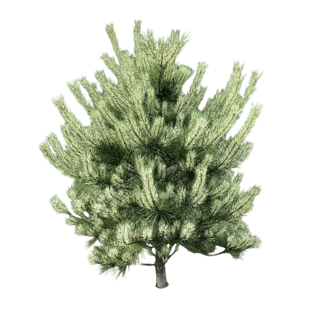 Low Glow Japanese Red Pine (Pinus Densiflora 'Low Glow') - Evergreen Trees