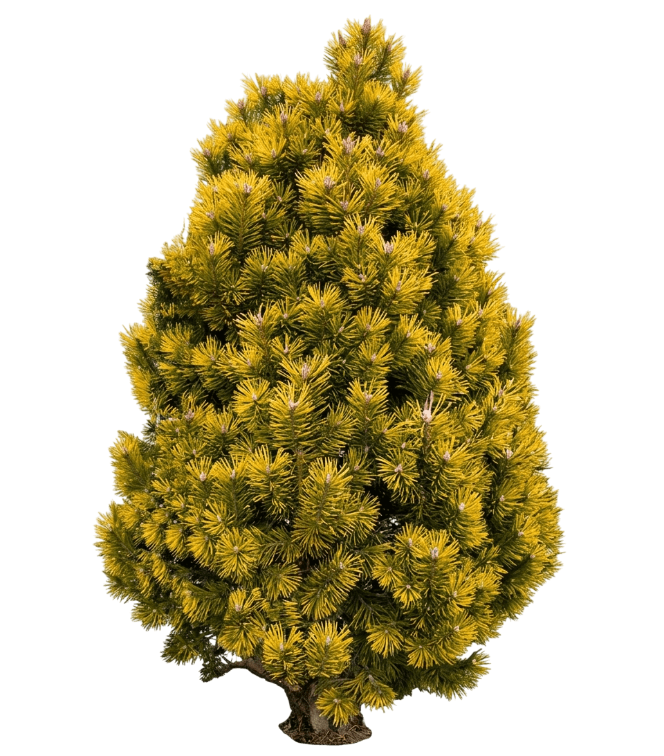 Carstens Golden Mugo Pine (Pinus Mugo (Syn. ) 'Carstens') - Evergreen Trees