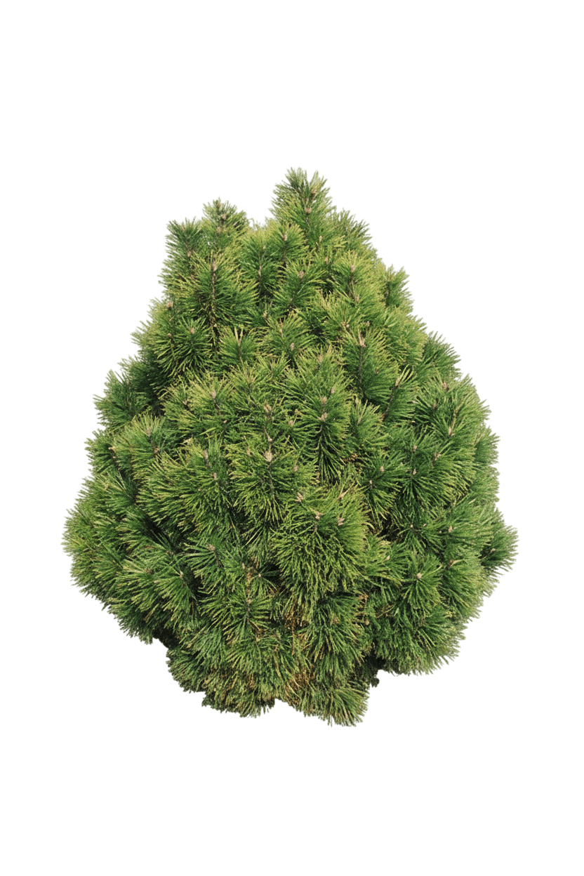 Mugo, Big Tuna (Pinus Mugo ‘Big Tuna’) - Ground Layers