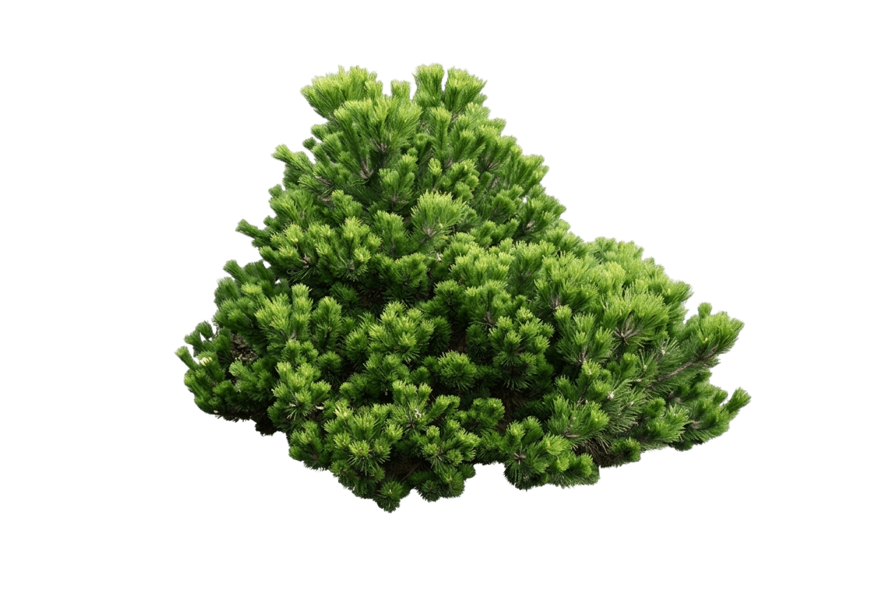 Pine, La Cabana Mugo *Call For Availability* (Pinus Mugo ‘La Cabana’) - Evergreen Trees