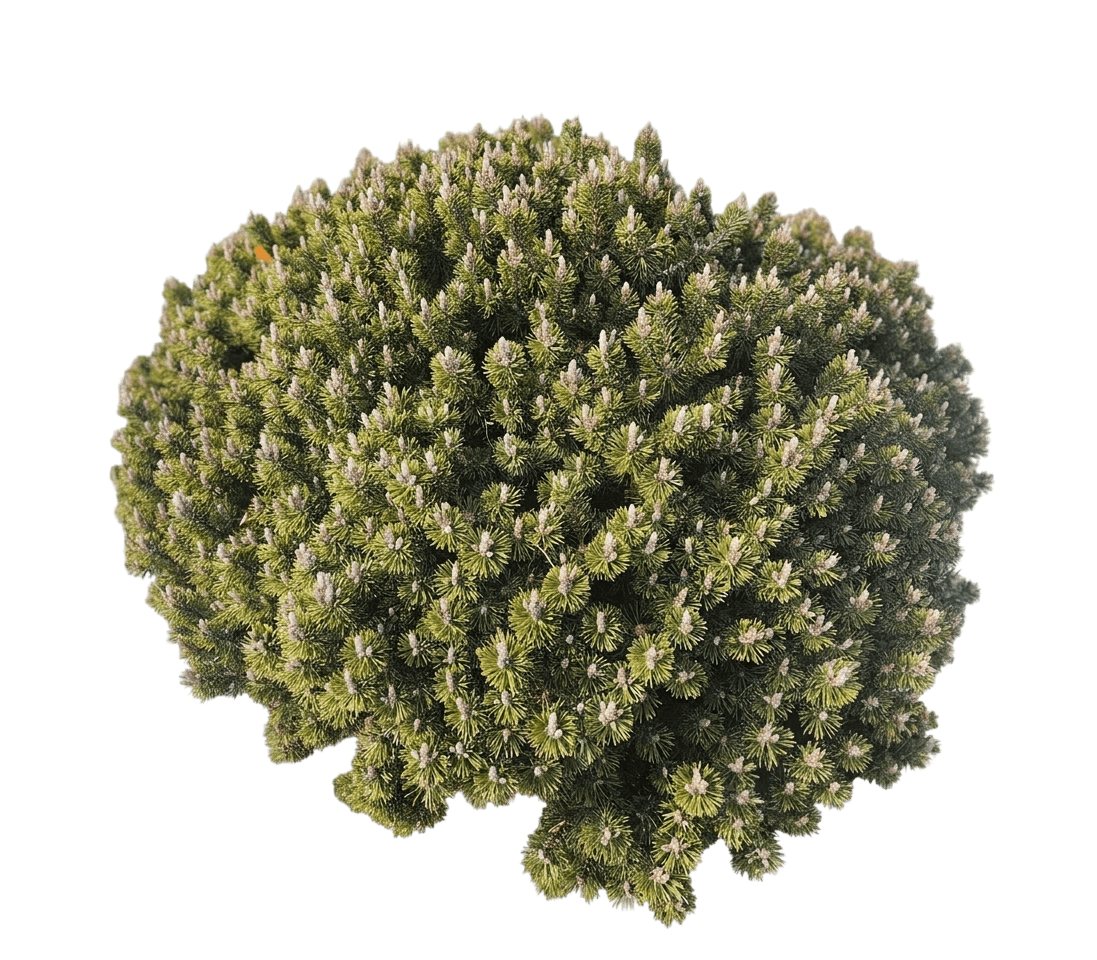 Minima Kalous, Mugo Pine (Mugho) (Pinus Mugo ‘Minima Kalous’) - Evergreen Trees