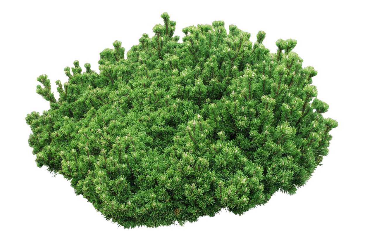 Pine, Valley Cushion Mugo (Pinus Mugo ‘Valley Cushion’) - Ground Layers