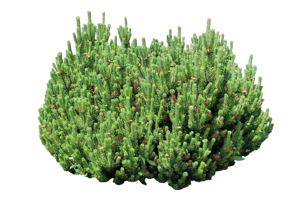 Laarheide Mugo Pine (Pinus Mugo 'Laarheide') - Evergreen Trees