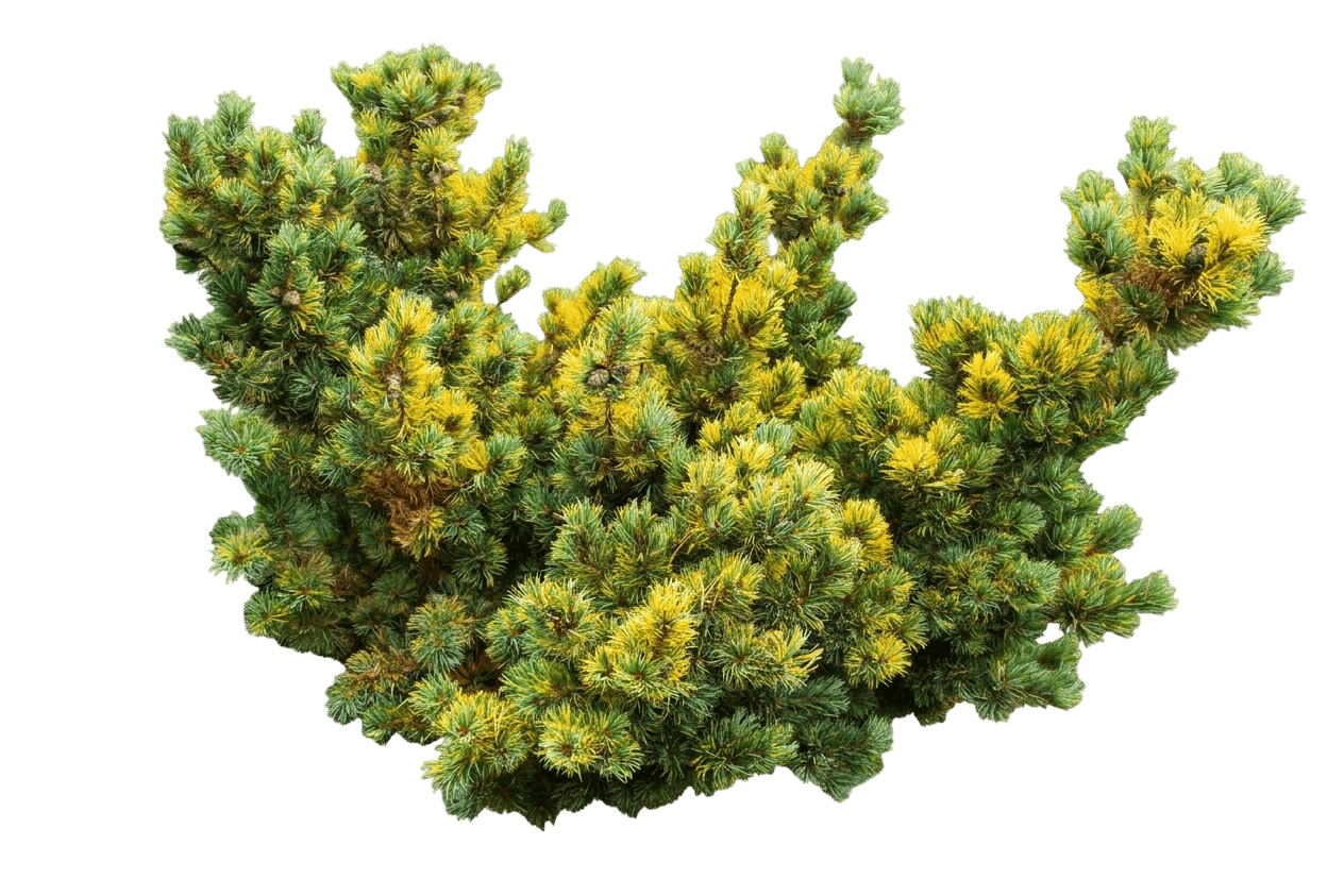 Goldilocks Japanese White Pine (Pinus Parviflora (Syn. ) 'Goldilocks') - Evergreen Trees