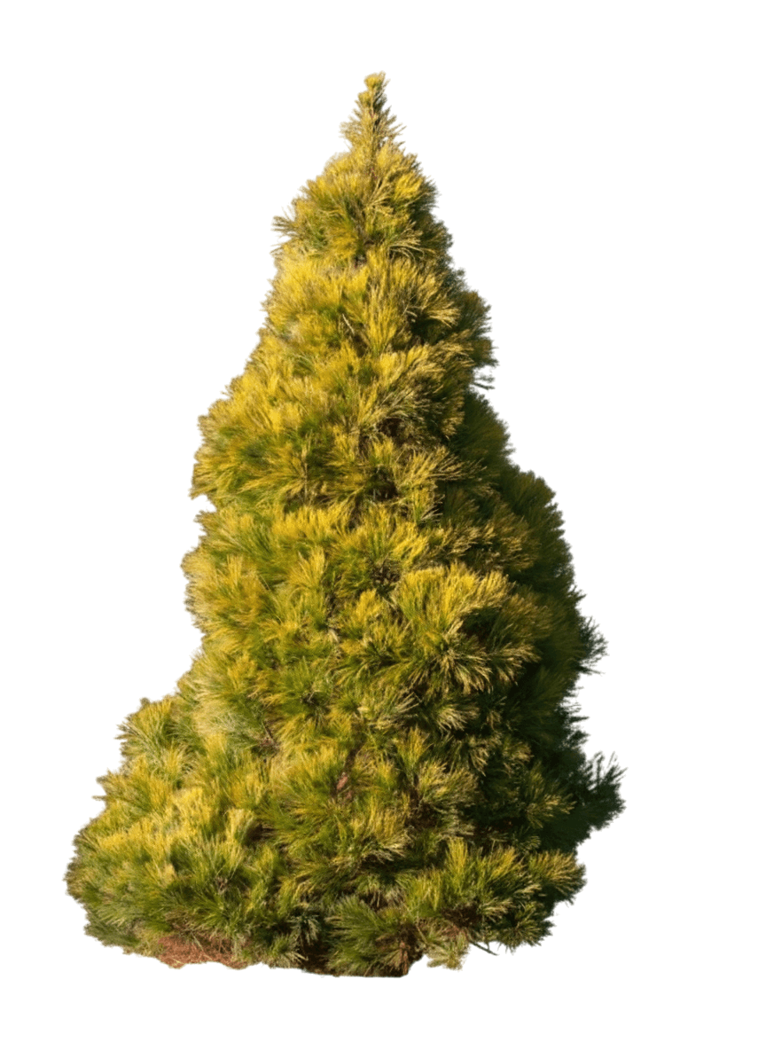 Angel Falls Weeping White Pine (Pinus Strobus Iseli 'Angel Falls') - Evergreen Trees