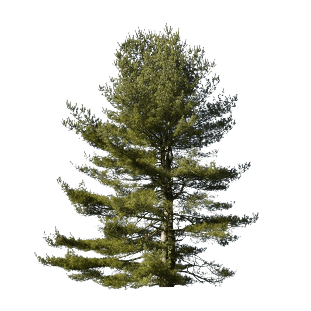 White Pine (Christmas) (Pinus Strobus L.) - Evergreen Trees