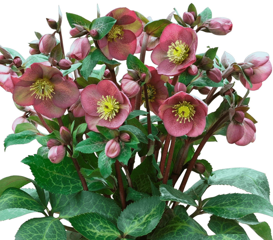 Frostkiss® Pippa'S Purple Lenten Rose (Pippa'S Purple 'Helleborus Frostkiss') - Perennials