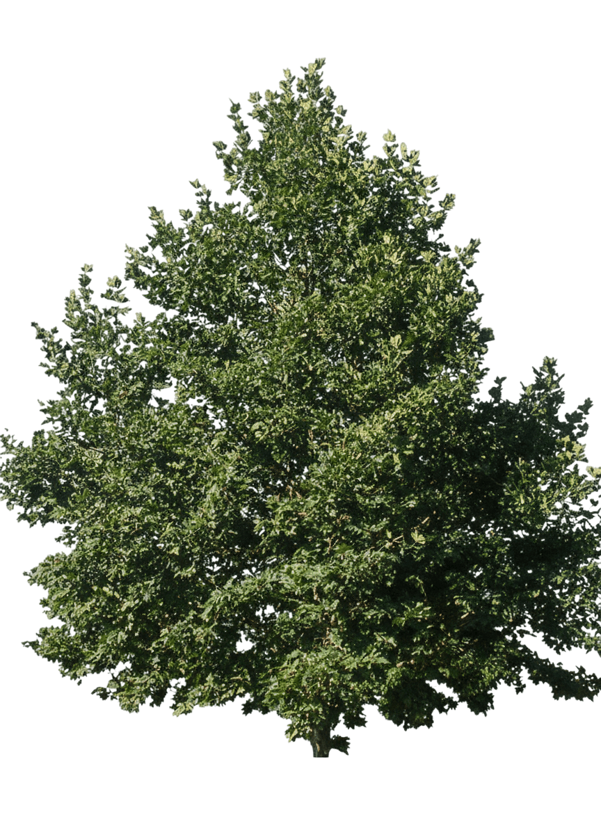 London Plane Tree (Platanus Acerifolia ‘Bloodgood’) - Shade Trees