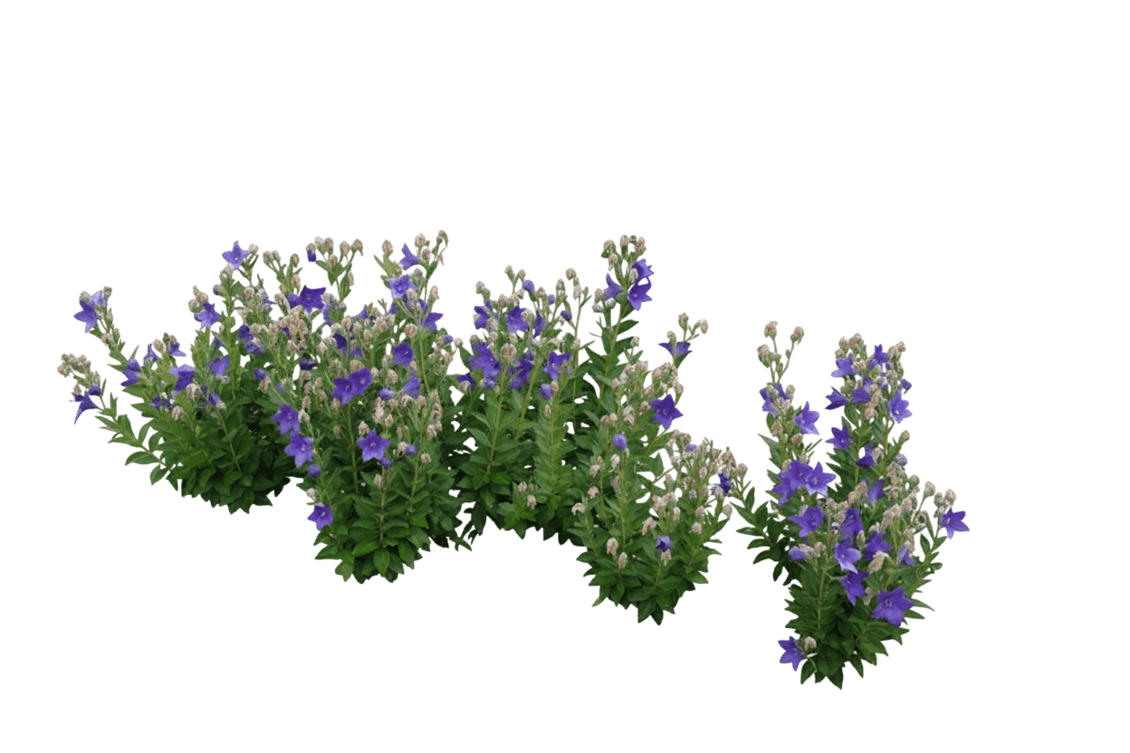 Balloon Flower (Platycodon Grandiflorus 'Astra Blue') - Perennials