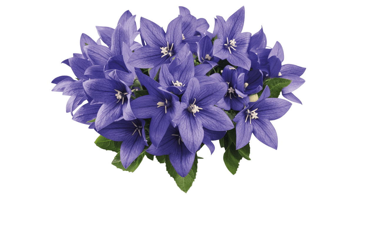 Balloon Flower, 'Pop Star Blue' (Platycodon Grandiflorus 'Pop Star Blue') - Perennials