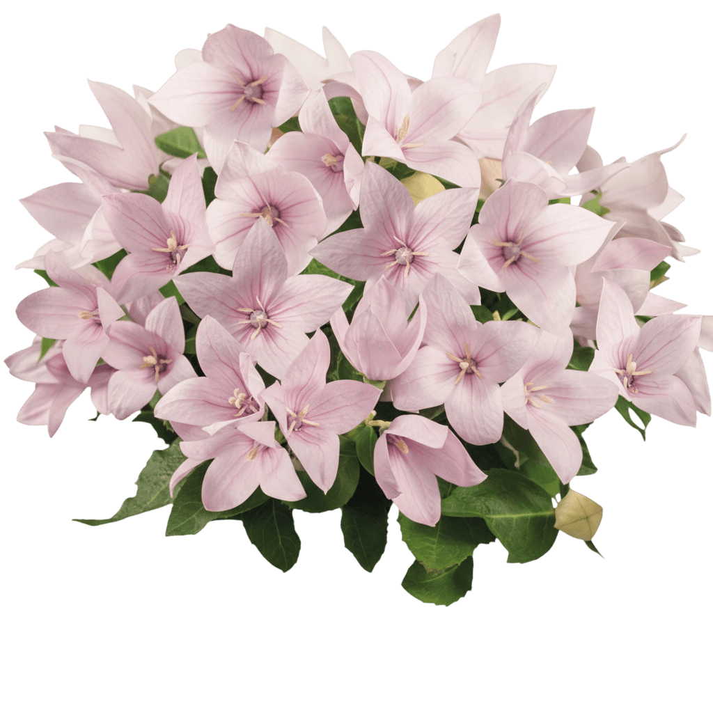 Balloon Flower, 'Pop Star Pink' (Platycodon Grandiflorus 'Pop Star Pink') - Perennials