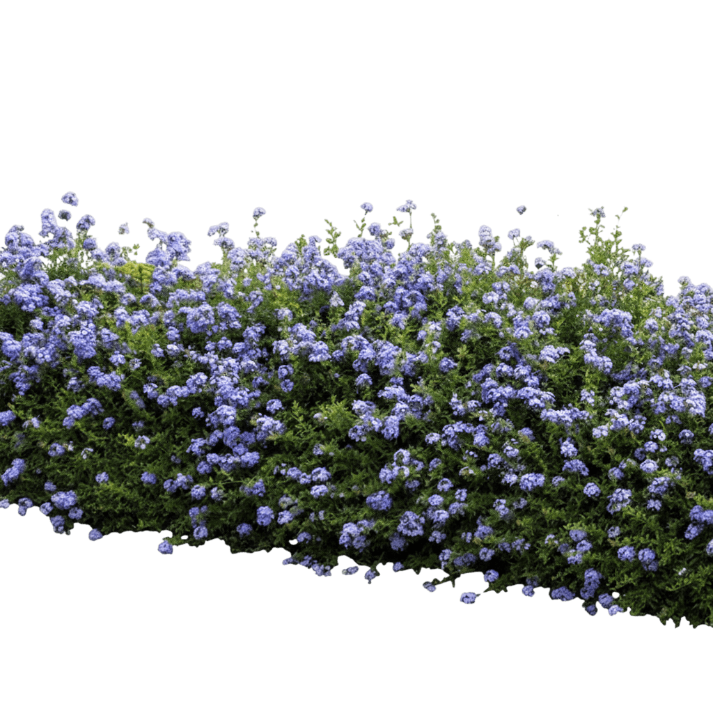 Royal Cape® Plumbago (Plumbago Auriculata) - Ground Layers