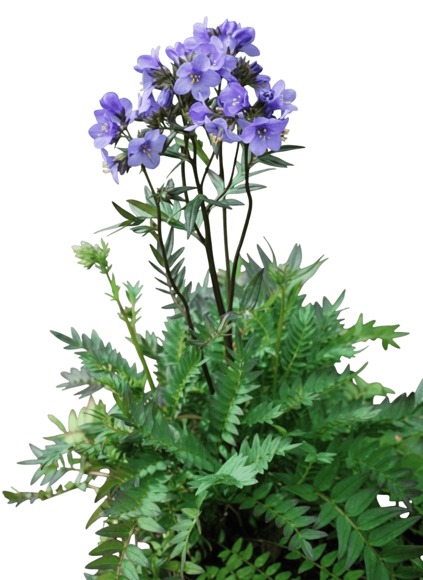 Jacob'S Ladder (Polemonium ‘Golden Feathers’) - Perennials