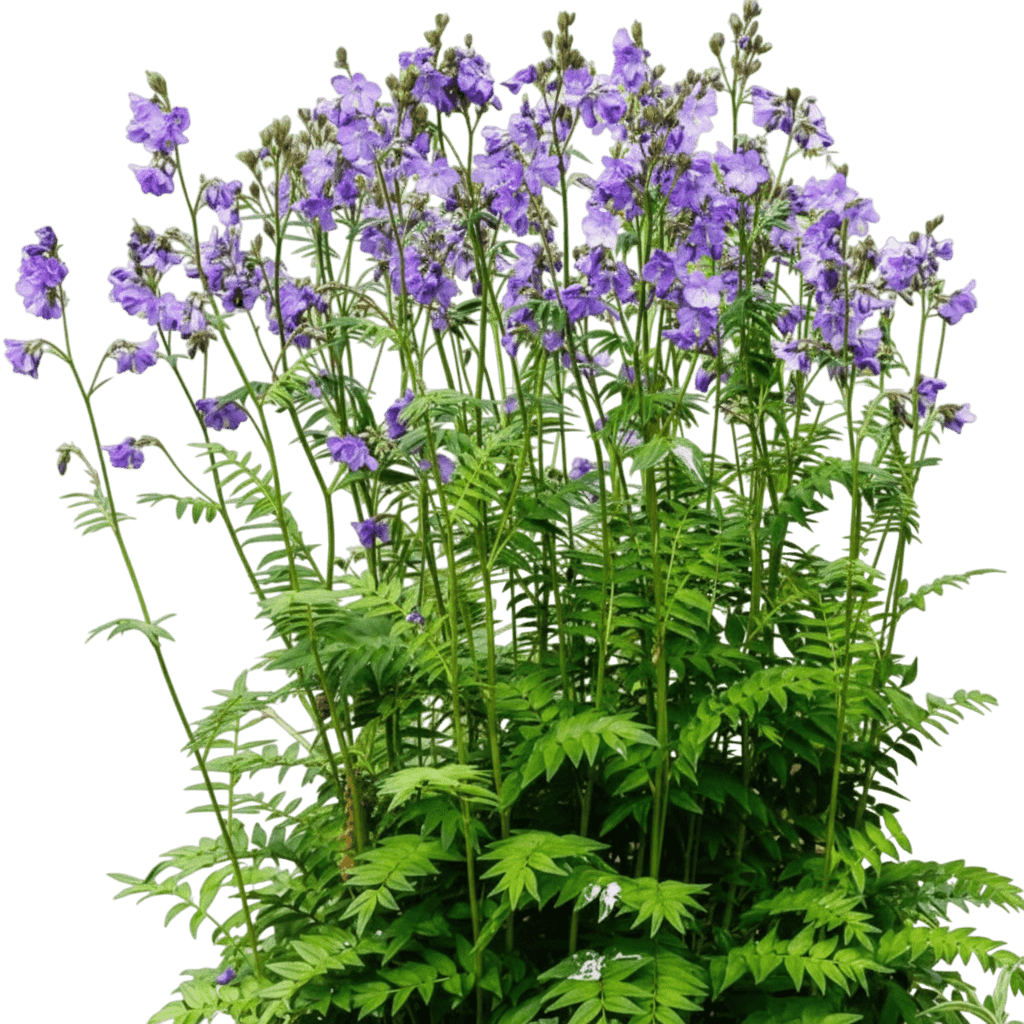 Heaven Scent Jacob'S Ladder (Polemonium 'Heaven Scent') - Perennials