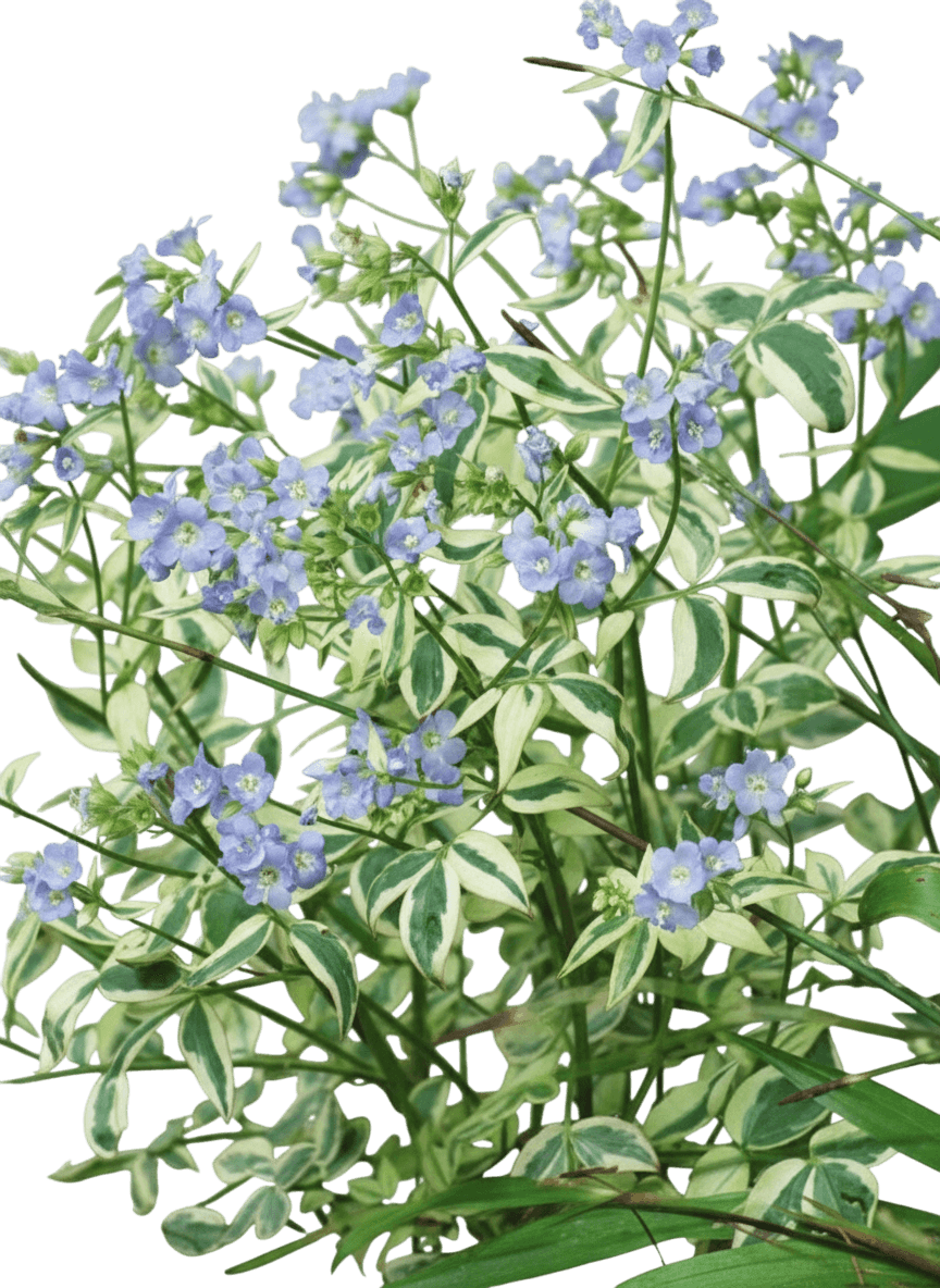 Variegated Jacob'S Ladder (Polemonium Reptans 'Stairway To Heaven') - Perennials