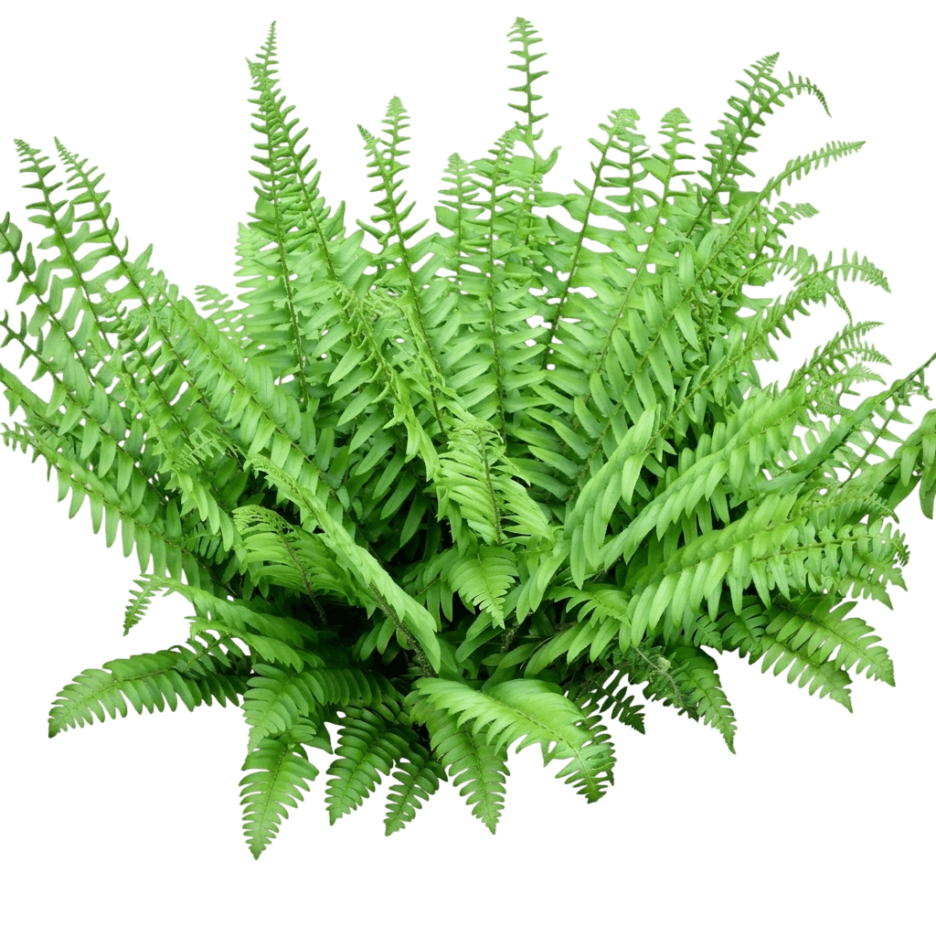 Christmas Fern (Polystichum Acrostichoides) - Perennials