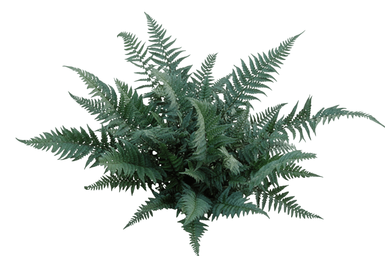 Korean Rock Fern (Polystichum Tsus-Simense) - Perennials