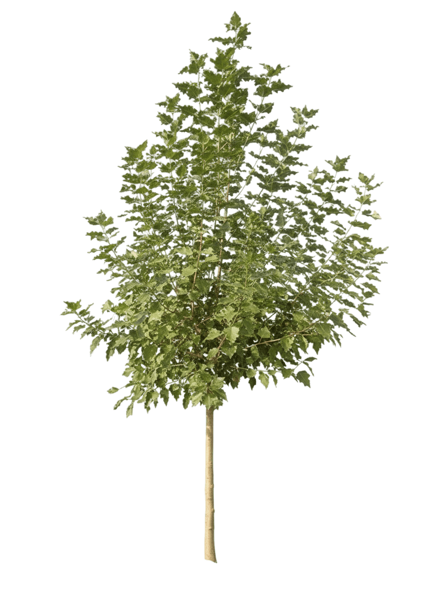 Cottonwood, Highland Cottonless *Call For Availability* (Populus Acu. X Sargentii ‘Higland’) - Shade Trees